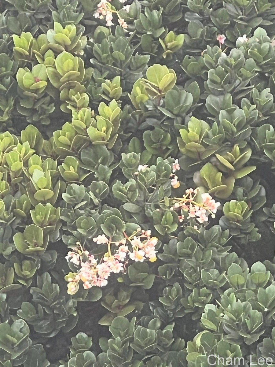 Calophyllum trapezifolium Thwaites